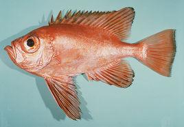 日本紅目大眼鯛 日本紅目大眼鯛