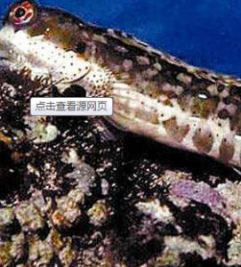 臀斜杜父魚 臀斜杜父魚