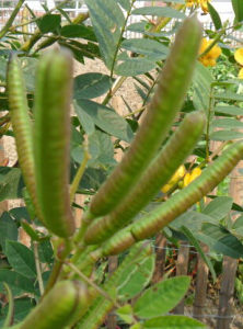 茳芒決明 茳芒決明