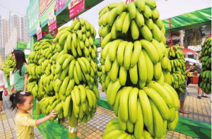 南寧香蕉文化旅遊美食節 南寧香蕉文化旅遊美食節