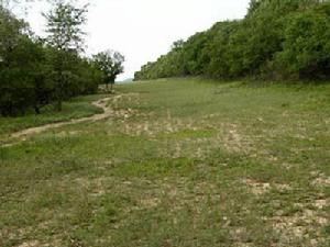 靈武白芨灘自然保護區