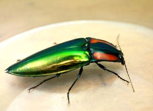 朱肩麗叩甲 朱肩麗叩甲