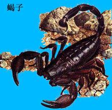 蛛形綱動物——蠍子