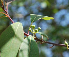 滇木姜子 滇木姜子