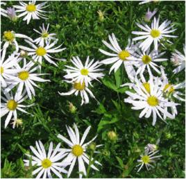 蒙古馬蘭 蒙古馬蘭