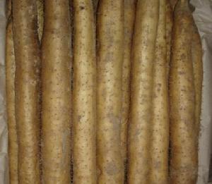 白山藥[安平白山藥]