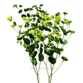 葉上黃金 葉上黃金