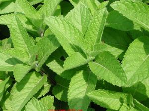 圓葉薄荷 圓葉薄荷