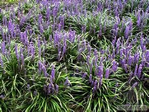 闊葉山麥冬 闊葉山麥冬