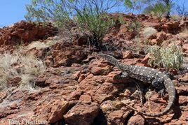 眼斑巨蜥 眼斑巨蜥