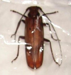 大茶色天牛 大茶色天牛