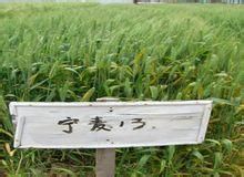 寧麥13號 寧麥13號