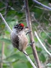 銹頸姬啄木鳥 銹頸姬啄木鳥