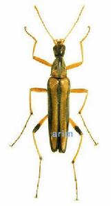 鞘翅目長頸甲科