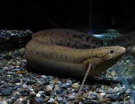 非洲肺魚 非洲肺魚
