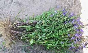 腸須草屬 腸須草屬