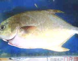 鹹水小瓜蟲 鹹水小瓜蟲