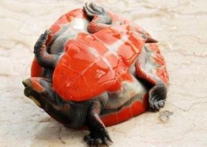 紅腹短頸龜 紅腹短頸龜