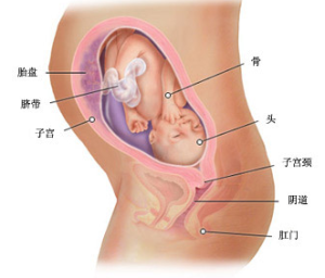 懷孕第29周胎兒圖