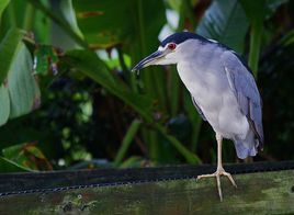 夜鷺福克蘭群島亞種 夜鷺福克蘭群島亞種