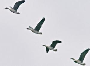 東洞庭湖過冬候鳥數量銳減