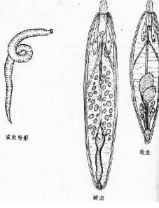 長頸棘頭蟲屬 長頸棘頭蟲屬