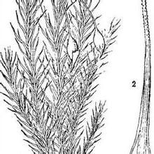 圓葉小曲尾蘚 圓葉小曲尾蘚