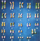 （圖）人類染色體組