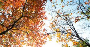 青林寨關公園風景區