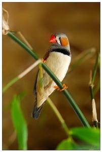 珍珠鳥白斑 珍珠鳥白斑