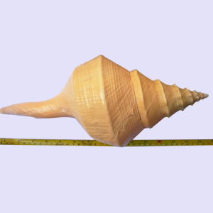 澳大利亞香螺 澳大利亞香螺