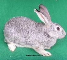 大田肉兔 大田肉兔