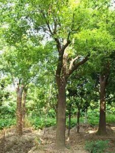 木本植物 木本植物