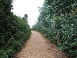 李青園村 李青園村