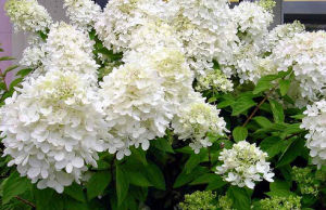 大花圓錐繡球 大花圓錐繡球