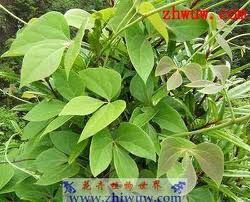 大血藤屬 大血藤屬