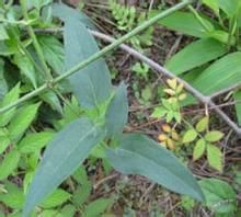 白腳威靈 白腳威靈