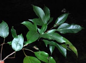 金縷半楓荷葉 金縷半楓荷葉