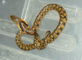 大眼斜鱗蛇 大眼斜鱗蛇