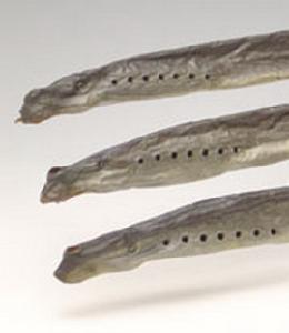 （圖）八目鰻魚