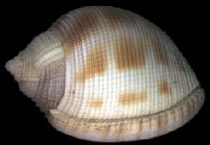 日本鬘螺 日本鬘螺