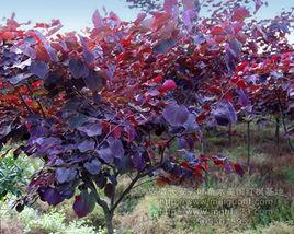 紅葉加拿大紫荊 紅葉加拿大紫荊