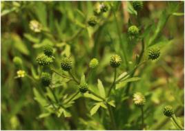 石龍芮子 石龍芮子