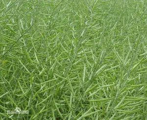 中油雜9號 中油雜9號