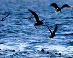 （圖）東溝濕地狩獵場