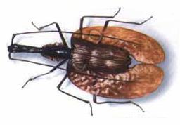 （圖）彩壁金龜屬(所有種)