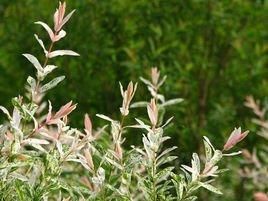 山生柳（原變種）