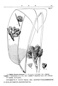 海南柊葉 海南柊葉