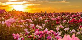 大馬士革玫瑰[植物]