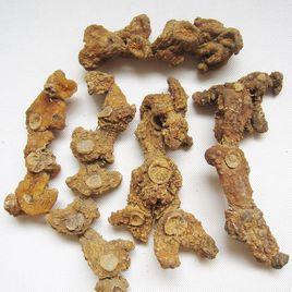 九華黃精 九華黃精